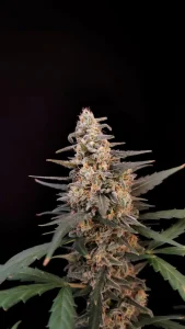 Harzige Blüte von Critical Auto, selbstblühende Cannabissorte.