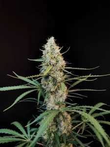 Harzige Blüte von Jack Herer Auto, selbstblühende Cannabissorte.