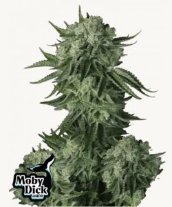 Blüte von Moby Dick Auto, selbstblühende Cannabissamen.