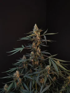 Harzige Blüte von Northern Lights Auto, selbstblühende Cannabissorte.