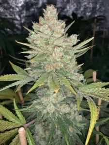 Harzige Blüte von OG Kush Auto, selbstblühende Cannabissorte.