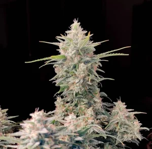 Harzige Blüte von Skunk Auto, selbstblühende Cannabissorte.