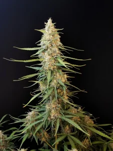 Blüte von Sour Diesel Auto, selbstblühende Cannabissamen mit Diesel-Aroma.