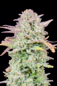Blüte der Sorte Trainwreck Auto, selbstblühende Cannabissamen.