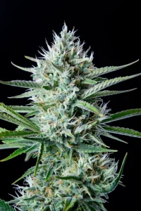 Harzige Blüte von Original White Widow Auto, selbstblühende Cannabissorte.
