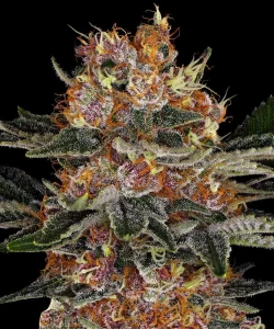 Harzige Blüte von Purple Punch Auto von Barney's Farm, selbstblühende Cannabissorte.
