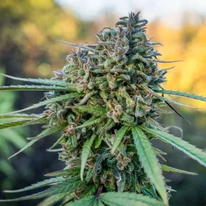Harzige Blüte von Pamir Gold, Cannabissorte.