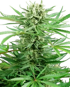 Blüte von Papi Chulo OG von Sensi Seeds, OG-Cannabissorte.
