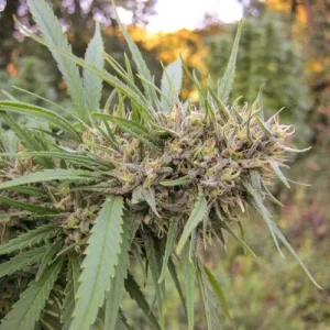 Blüte von Passion #1, klassische Cannabissorte.