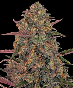 Harzige Blüte von Pineapple Chunk von Barney's Farm, Cannabissorte.