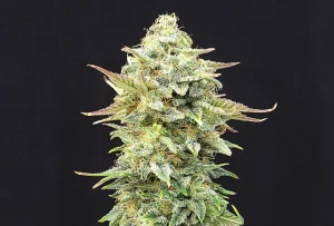 Blüte von Pineapple Dream von Kannabia, Cannabissorte mit Ananasaroma.