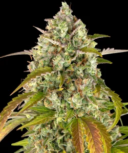 Harzige Blüte von Pineapple Express Auto von Barney's Farm, selbstblühende Cannabissorte.