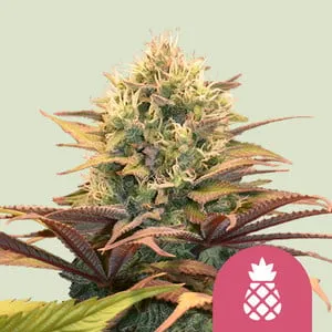 Blüte von Pineapple Kush von Royal Queen Seeds, Cannabissorte mit Ananasaroma.