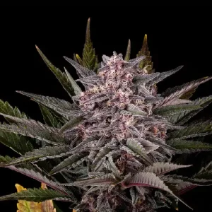 Bereifte Blüten von Pink Gelato von Kannabia, Cannabissorte.