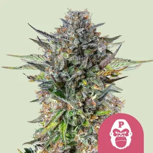 Blüte von Pink Gorilla von Royal Queen Seeds, Cannabissorte.