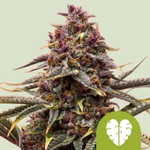 Blüte von Pink Mist Auto von Royal Queen Seeds, selbstblühende Cannabissorte.