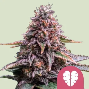 Blüte von Pink Mist von Royal Queen Seeds, Cannabissorte.