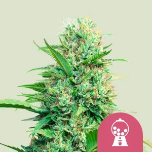 Pflanze von Pink Runtz von Royal Queen Seeds in der Blütephase, Cannabissorte.