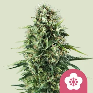 Harzige Blüte von Power Flower von Royal Queen Seeds, Cannabissorte.