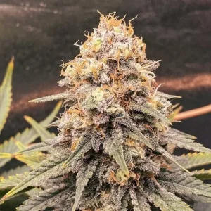 Blüte von Power Plant, klassische Sativa-Cannabissorte.