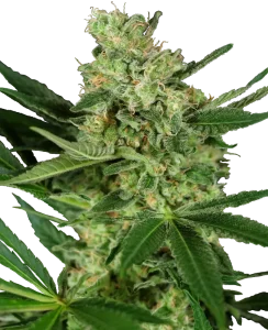 Blüte von Pumpkin Spice von Sensi Seeds, Cannabissorte.