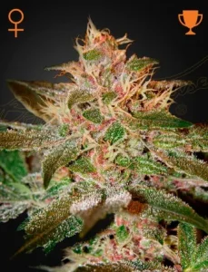 Blüte von Pure Kush von Green House, Indica-Cannabissorte.