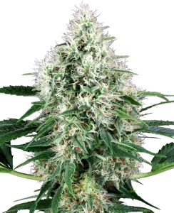 Blüte von Pure Power Plant Auto von Sensi Seeds, selbstblühende Cannabissorte.