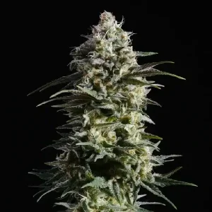 Blüte von Pure Skunk Go Fast, klassische Skunk-Cannabissorte.