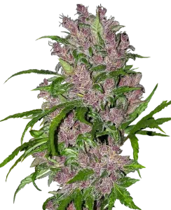 Blüte von Purple Bud Auto von Sensi Seeds, selbstblühende Cannabissorte.