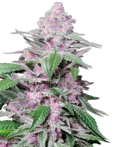 Blüte von Purple Cookie Kush von Sensi Seeds, Cannabissorte.