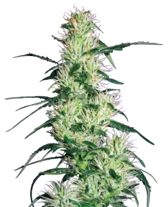 Blüte von Purple Haze von Sensi Seeds, Sativa-Cannabissorte.