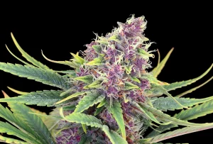 Blüte von Purple Kush von Kannabia, violette Indica-Cannabissorte.