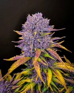 Harzige Blüte von Purple Lemonade Auto von Fast Buds, selbstblühende Cannabissorte.