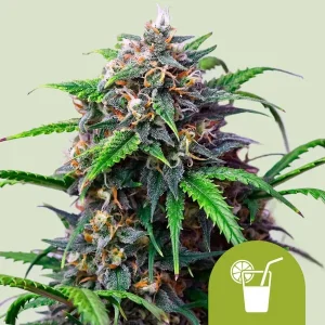 Harzige Blüte von Purple Lemonade Auto von Royal Queen Seeds, selbstblühende Cannabissorte.