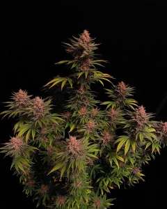 Harzige Blüte von Purple Lemonade FF von Fast Buds, Cannabissorte.