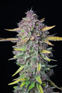Harzige Blüte von Purple Punch Auto von Fast Buds, selbstblühende Cannabissorte.