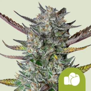 Harzige Blüte von Purple Punch Auto von Royal Queen Seeds, selbstblühende Cannabissorte.