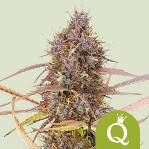 Violette Blüte von Purple Queen Auto von Royal Queen Seeds, selbstblühende Cannabissorte.