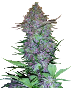 Blüte von Purple Skunk Auto von Sensi Seeds, selbstblühende Cannabissorte.