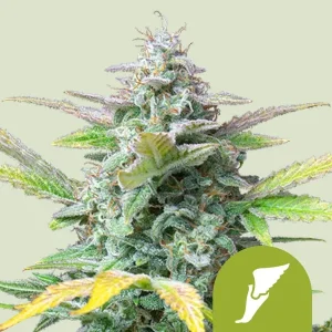Harzige Blüte von Quick One Auto von Royal Queen Seeds, selbstblühende Cannabissorte.