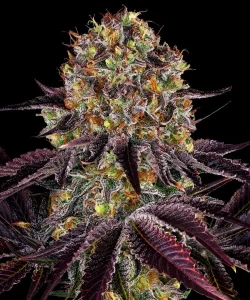 Harzige Blüte von Runtz x Layer Cake von Barney's Farm, Cannabissorte.