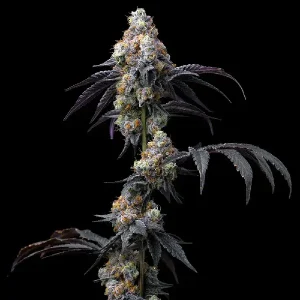 Blüte von Rainbow Sherbet, Cannabissorte.
