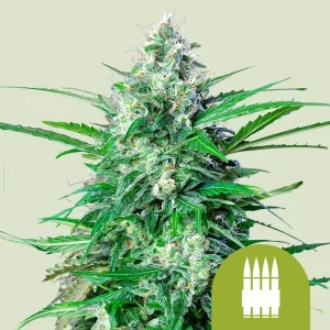 Harzige Blüte von Royal AK Auto von Royal Queen Seeds, selbstblühende Cannabissorte.