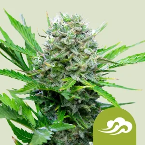 Harzige Blüte von Royal Bluematic Auto von Royal Queen Seeds, selbstblühende Cannabissorte.