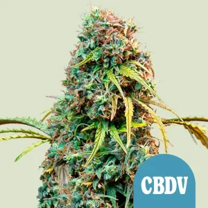 Harzige Blüte von Royal CBDV Auto von Royal Queen Seeds, selbstblühende Cannabissorte.