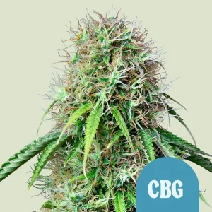 Harzige Blüte von Royal CBG Auto von Royal Queen Seeds, selbstblühende Cannabissorte.