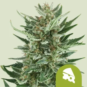Harzige Blüte von Royal Cheese Auto von Royal Queen Seeds, selbstblühende Cannabissorte.