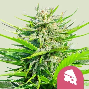 Harzige Blüte von Royal Cheese Fast von Royal Queen Seeds, Cannabissorte.
