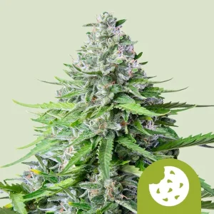 Harzige Blüte von Royal Cookies Auto von Royal Queen Seeds, selbstblühende Cannabissorte.