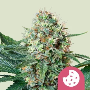 Harzige Blüte von Royal Cookies von Royal Queen Seeds, Cannabissorte.